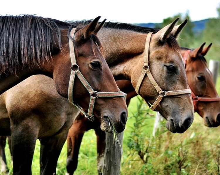 MicrosoftTeams-image (5)(1).jpg